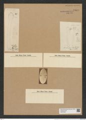 Actinella gujanensis Grun. (de-Toni-Nr.: Genus 108, Species 3274) Zeichnungen Sammlung Grunow Nr. 6669 (NHMW-BOT-W0375458)